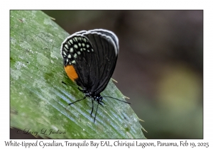White-tipped Cycadian