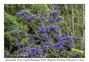 Jacaranda