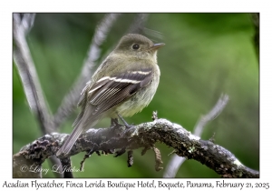2025-02-21#3482 Empidonax virescens - Acadian Flycatcher, Finca Lerida Boutique Hotel, Boquete, Panama
