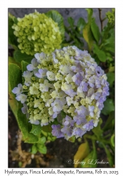Hydrangea