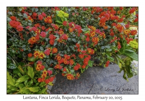 Lantana