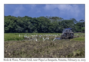 2025-02-22#3547 Birds & Plows, Plowed Field, near Playa La Barqueta, Panama