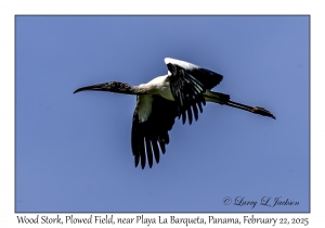 2025-02-22#3551 Mycteria americana - Wood Stork, Plowed Field, near Playa La Barqueta, Panama