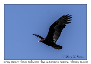 2025-02-22#3557 Cathartes aura - Turkey Vulture, Plowed Field, near Playa La Barqueta, Panama