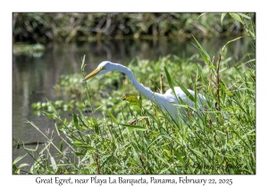 2025-02-22#3565 Ardea alba - Great Egret, near Playa La Barqueta, Panama