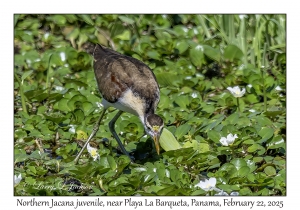 2025-02-22#3574 Jacana spinosa - Northern Jacana juv, near Playa La Barqueta, Panama