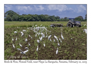 2025-02-22#3577 Birds & Plows, Plowed Field, near Playa La Barqueta, Panama