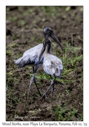 2025-02-22#3578 Mycteria americana - Wood Stork, Plowed Field, near Playa La Barqueta, Panama