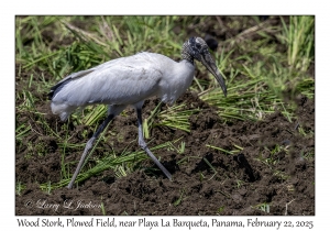 2025-02-22#3580 Mycteria americana - Wood Stork, Plowed Field, near Playa La Barqueta, Panama