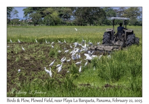 2025-02-22#3585 Birds & Plows, Plowed Field, near Playa La Barqueta, Panama