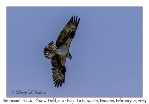 2025-02-22#3608 Buteo swainsoni - Swainson's Hawk pale morph, Plowed Field, near Playa La Barqueta, Panama