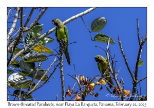 2025-02-22#3612 Aratinga pertinax - Brown-throated Parakeet, near Playa La Barqueta, Panama
