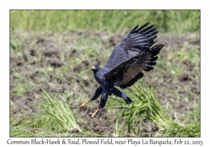 2025-02-22#3622 Buteogallus anthracinus - Common Black-Hawk & Toad, Plowed Field, near Playa La Barqueta, Panama