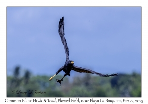 2025-02-22#3625 Buteogallus anthracinus - Common Black-Hawk & Toad, Plowed Field, near Playa La Barqueta, Panama