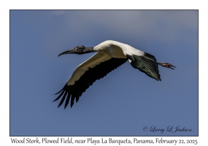 2025-02-22#3632 Mycteria americana - Wood Stork, Plowed Field, near Playa La Barqueta, Panama