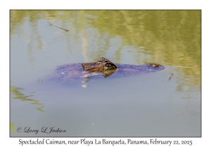 Spectacled Caiman
