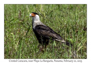 2025-02-22#3656 Caracara cheriway - Crested Caracara, near Playa La Barqueta, Panama