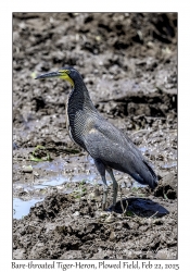 2025-02-22#3665 Tigrisoma mexicanum - Bare-throated Tiger-Heron, Plowed Field, near Playa La Barqueta, Panama