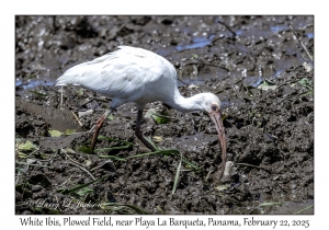 2025-02-22#3666 Eudocinus albus - White Ibis, Plowed Field, near Playa La Barqueta, Panama