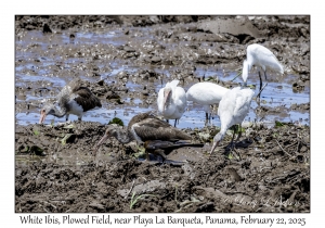 2025-02-22#3678 Eudocimus albus - White Ibis, Plowed Field, near Playa La Barqueta, Panama