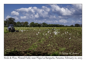 2025-02-22#6013 Birds & Plows, Plowed Field, near Playa La Barqueta, Panama