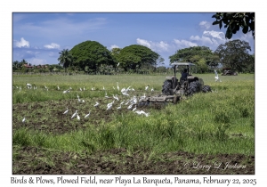 2025-02-22#6015 Birds & Plows, Plowed Field, near Playa La Barqueta, Panama
