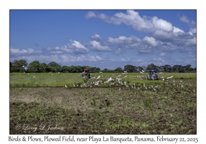 2025-02-22#6017 Birds & Plows, Plowed Field, near Playa La Barqueta, Panama