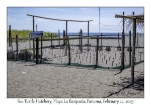 Sea Turtle Hatchery