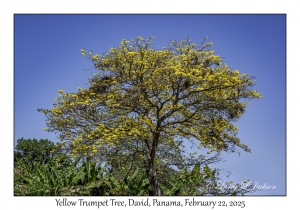 Yellow Trumpet Tree