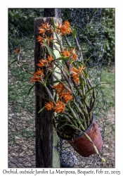 Orchid