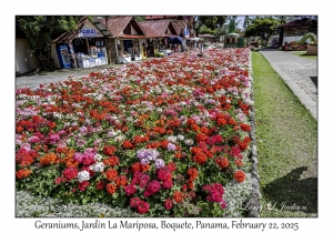 Geraniums