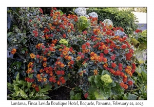 Lantana