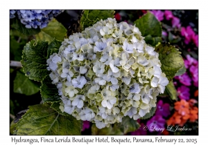 Hydrangea