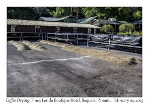 Coffee Drying