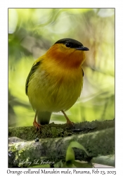 2025-02-23#3697 Manacus aurantiacus - Orange-collard Manakin male, Secret Manakin Site, Boquete to Los Pozos, Panama