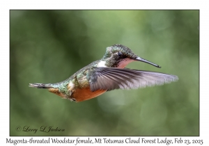 2025-02-23#3705 Philodice bryantae - Magenta-throated Woodstar female, Mt Totumas Cloud Forest Lodge, Feb 23, 2025