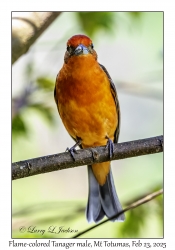 2025-02-23#3718 Piranga bidentata - Flame-colored Tanager male, Mt Totumas Cloud Forest Lodge, Panama