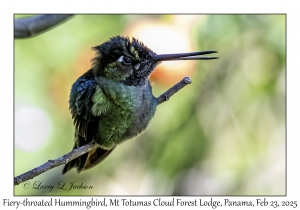 2025-02-23#3720 Panterpe insignis - Fiery-throated Hummingbird, Mt Totumas Cloud Forest Lodge, Panama