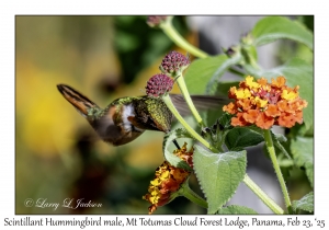 2025-02-23#3734 Selasphorus scintilla - Scintillant Hummingbird male, Mt Totumas Cloud Forest Lodge, Panama