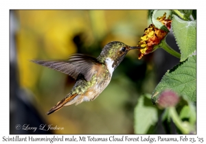 2025-02-23#3735 Selasphorus scintilla - Scintillant Hummingbird male, Mt Totumas Cloud Forest Lodge, Panama