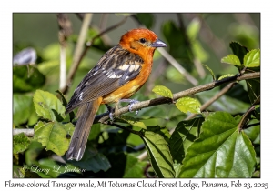 2025-02-23#3737 Piranga bidentata - Flame-colored Tanager male, Mt Totumas Cloud Forest Lodge, Panama
