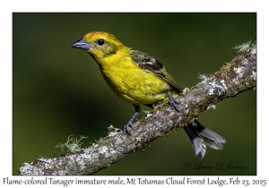 2025-02-23#3743 Piranga bidentata - Flame-colored Tanager imm male, Mt Totumas Cloud Forest Lodge, Panama