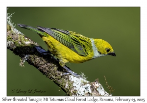 2025-02-23#3754 Tangara icterocephala - Silver-throated Tanager, Mt Totumas Cloud Forest Lodge, Panama