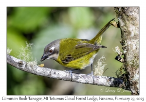 2025-02-23#3762 Chlorospingus ophthalmicus - Common Bush-Tanager, Mt Totumas Cloud Forest Lodge, Panama