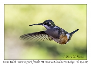 2025-02-23#3768 Selasphorus platycercus - Broad-tailed Hummingbird female, Mt Totumas Cloud Forest Lodge, Panama