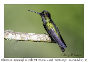 2025-02-23#3777 Eugenes spectabilis - Talamanca Hummingbird male, Mt Totumas Cloud Forest Lodge, Panama