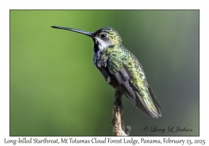 2025-02-23#3779 Heliomaster longirostris - Long-billed Starthroat, Mt Totumas Cloud Forest Lodge, Panama