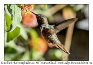 2025-02-23#3782 Selasphorus scintilla - Scintillant Hummingbird male, Mt Totumas Cloud Forest Lodge, Panama