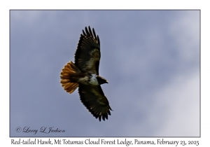 2025-02-23#3786 Buteo jamaicensis - Red-tailed Hawk, Mt Totumas Cloud Forest Lodge, Panama