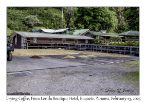 Coffee Drying